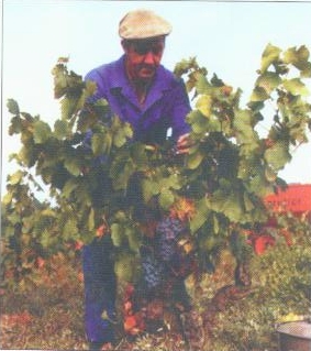 Nous cultivons nos vignes en biologie depuis toujours !