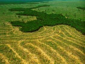 dforestation au coeur du Brsil, dans le Mato Grosso. En 1999, 560 mille kilomtres carrs de fort amazonienne avaient dj disparu.