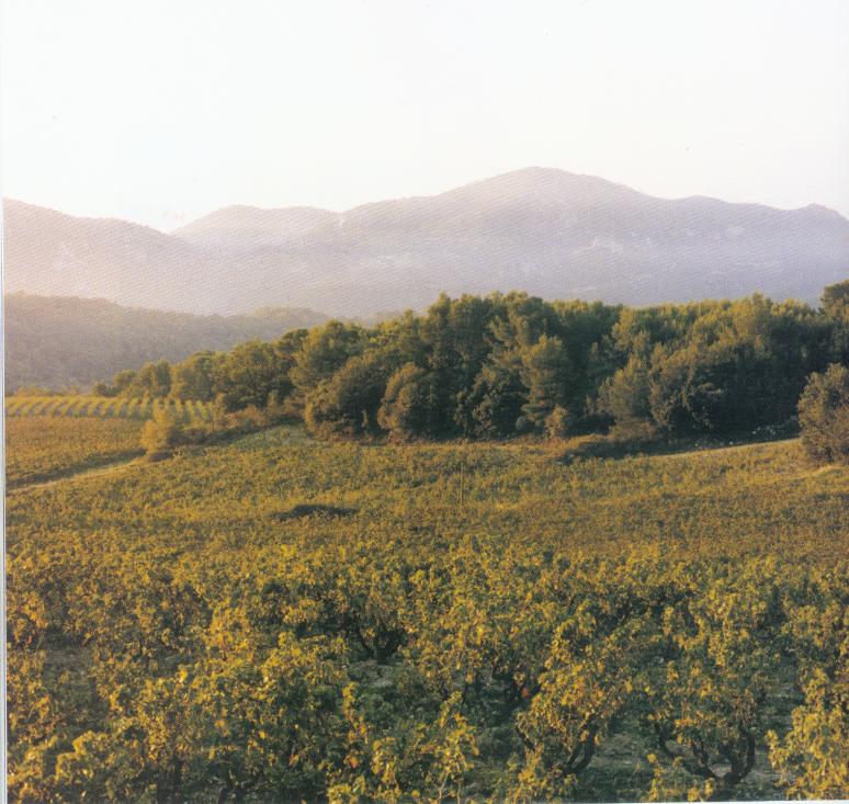 Vue des dentelles de Montmirail